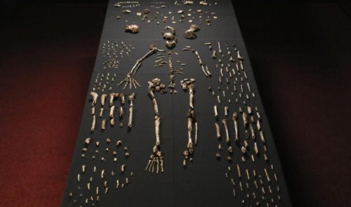 الهيكل العظمي ل هومو ناليدي