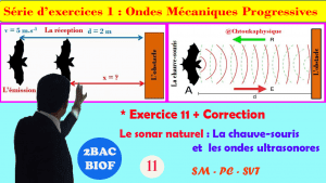 * Exercice corrigé 11 : Le Sonar naturel : La chauve-souris et les ondes ultrasonores,