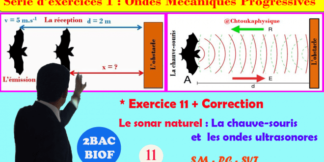 * Exercice corrigé 11 : Le Sonar naturel : La chauve-souris et les ondes ultrasonores,